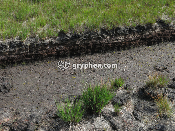 Tourbe  (Connemara, Irlande) - gryphea.org